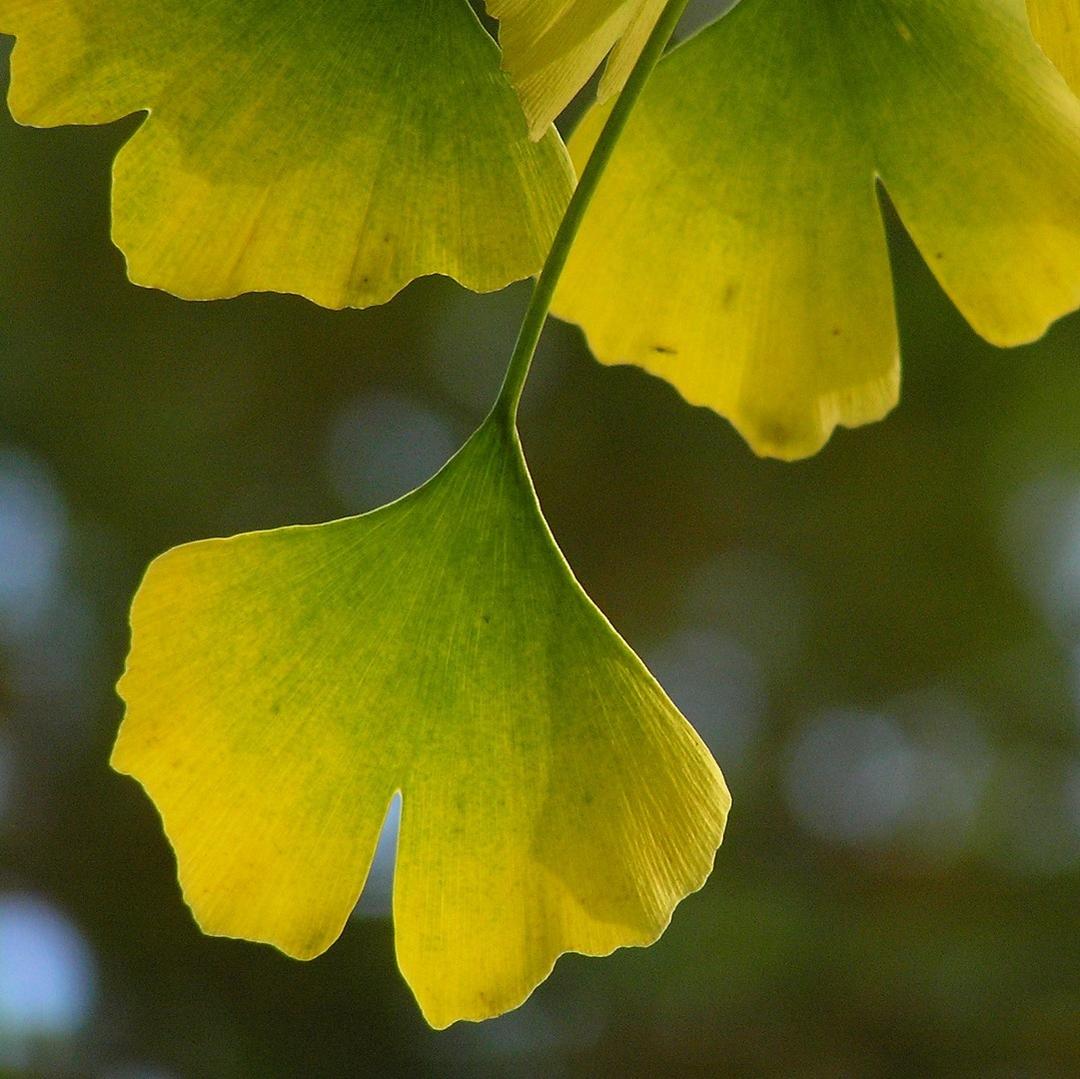 Définition Ginkgo qu'estce que c'est ? Futura planète — free download